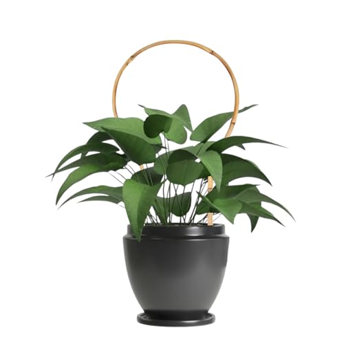 6 Pack Bamboo Trellis Round-Shaped for Potted Plant, 16 Inch Plant Support Stake for Climbing Vines, Decorative Hoop Stake for Potted Hoya