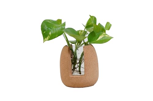 Natural Cork Oval Propagation Planter with Glass Vase