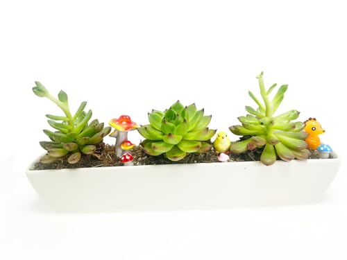 11inch Long Rectangle White Ceramic Succulent Planter Pots,with Bamboo Saucers. Product Size:11x2.23x1.69inch.