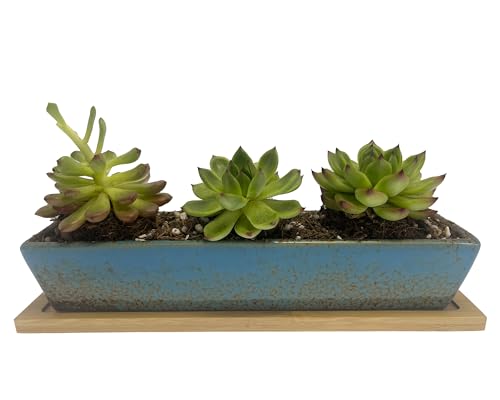 9.8 inch Blue Long Rectangle Ceramic Succulent Planter Pot,one Set of Mini Flower Plant Container with Bamboo Saucers. not Include the Plant. (Blue) - color: Blue