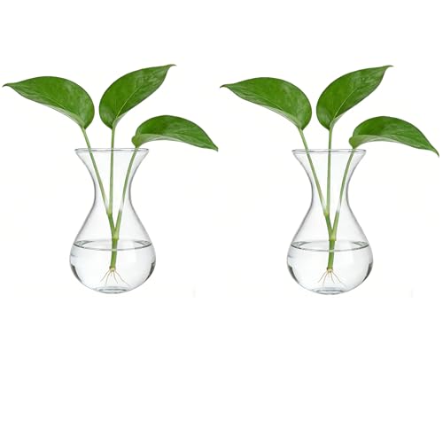 Plant Propagation Station Accessories, 2 Pack Glass Hyacinth vase