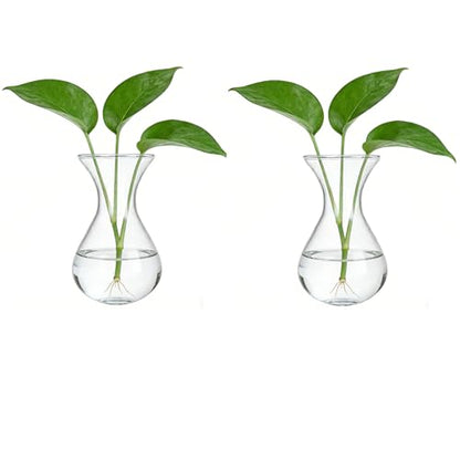 Plant Propagation Station Accessories, 2 Pack Glass Hyacinth vase
