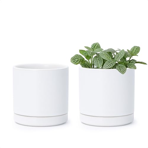 D'vine Dev 2-Pack Ceramic Pots with Saucers, White, 3.5 in, 94-V-A-1 - color: White, size: 3.5 Inch