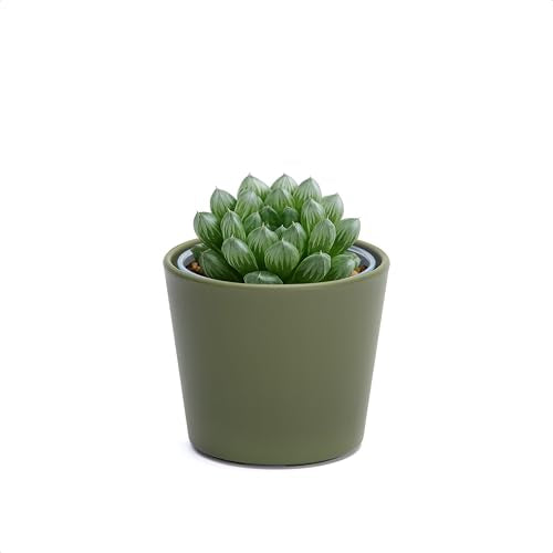 Phoenix Vine 3.5 Inch Olive Plastic Cachepot with Clear Nursery Pot, Decorative Lightweight Planter Cover with Transparent Inner Pot for Indoor Houseplants, Pack of 1, 24-A-F-1 - color: Olive, size: 3.5" (1 Pack)
