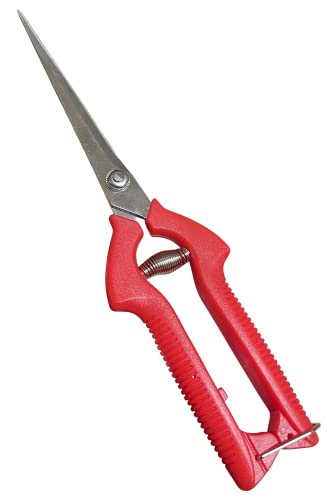 GARDEN GURU Extra Long Stainless Steel Pruner Pruning Shears Clippers Snips – Sharp Bonsai Cutter Trimming Scissors – Straight Blade Garden Scissors Tool – Great for Flowers Herbs - 1 Case (50 Pcs) - size: 50 Pack, style: Long Blade Snips