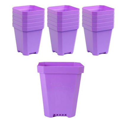 Bootstrap Farmer 16 pc Purple Heavy Duty Square 5 in Nursery Pots for Seed Starting Flowers Germination with Drainage Holes - color: Purple, size: Pots Only