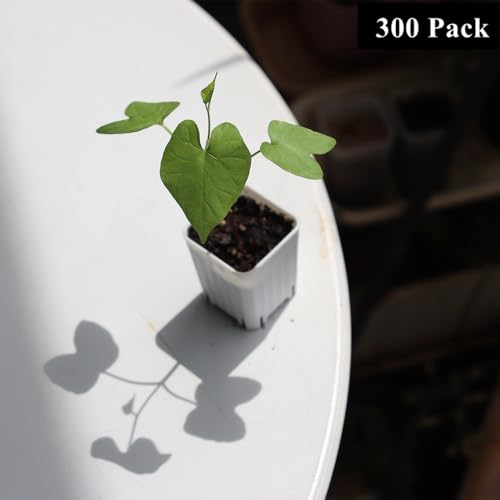 300 Pack 1.55 Inch Tiny White Plastic Square Nursery and Seedling Pot, Mini Transplant Seed Starter Planter with Drain Hole for Germination, Herb, Succulent - color: White