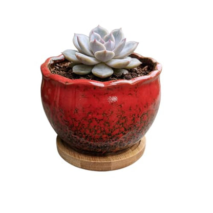 Cute 3.9 Inch Ceramic Home Garden Decoration Succulent Cactus Flower Pots Container -Plant Not Included，Red - color: Red
