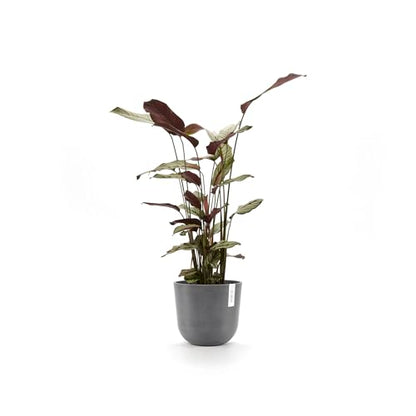 Ecopots Oslo Round Flower Planter, Grey, 10" - color: Gray, size: 10"