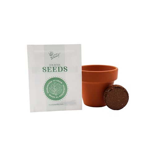 BUZZY Seeds Holiday Spruce Grow Kit 12-Pack, Terracotta Pots, Tree Gift - color: 12pk Holiday Spruce