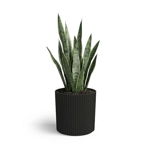 Mayne Haven 10in Round Fluted Modern Planter, Black - color: Black, size: 10in
