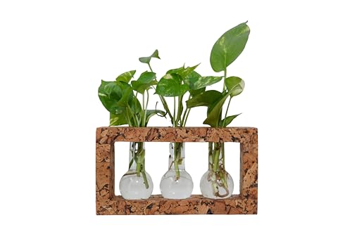 Natural Three-Beaker Cork Propagation Station