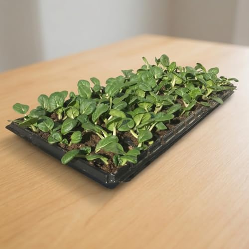 72 Cell Seed Starter Tray, 10 Pack Seed Trays with Drain Holes — 2.2 Inch Deep Seedling Plug Insert for Germination Propagation, 720 Cells, 21 x 11.5 Inches, Black