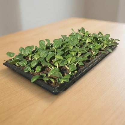 72 Cell Seed Starter Tray, 10 Pack Seed Trays with Drain Holes — 2.2 Inch Deep Seedling Plug Insert for Germination Propagation, 720 Cells, 21 x 11.5 Inches, Black
