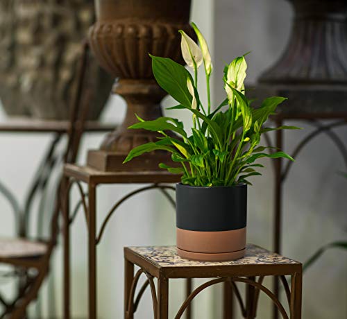 D'vine Dev 2-Pack Ceramic Pots with Saucers, 8/10 in, Black/Tan, 94-G-L-7 - color: Black/Speckled Tan, size: Large