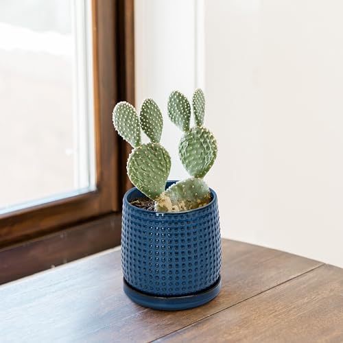 D'vine Dev Beaded Ceramic Pot with Saucer, 4 in, Midnight Blue, 27-C-Z-3 - color: Midnight Blue, size: 4.3 Inch