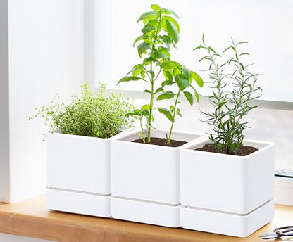 D'vine Dev 6-Pack Plastic Herb Planter Pots, 4 in, White, 76-Y-A6-1 - color: White, size: 24 Inch x 4.5 Inch