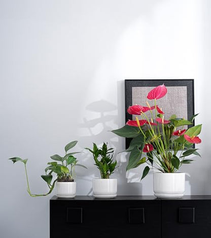 Ceramic Planters,Plant Pots with Saucers Set of 3(Reactive Glaze White) - color: Speck
