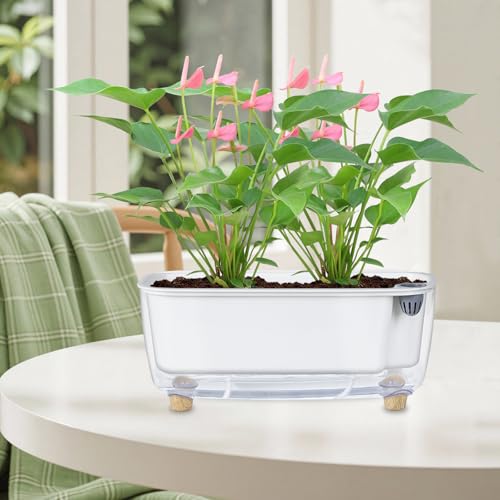 Oliz Self-Watering Planter with Coco Coir, Clear Modern Rectangular Pot