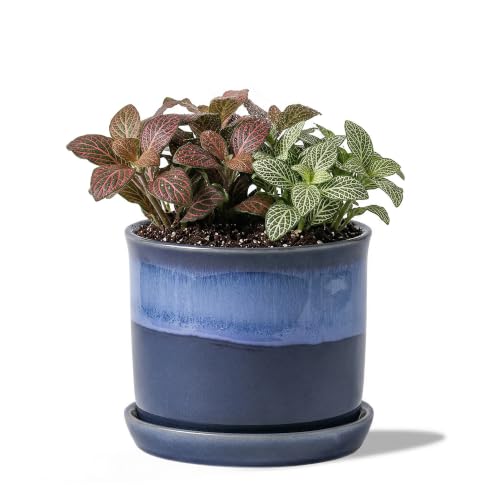 5.8 Inch Ceramic Plant Pot with Bonded Saucer & Drainage Hole, Modern Blue Flower Planter for Indoor Outdoor Houseplants, Succulents, Home Office Decor - color: Blue, size: Small