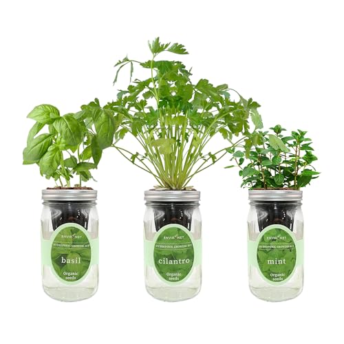 Hydroponic Herb Growing Kit Set, Self-Watering Mason Jar Herb Garden Starter Kit Indoor, Window Herbs Garden, Grow Your Own Herbs from Organic Seeds (Basil, Cilantro and Mint) - color: Basil, Cilantro & Mint