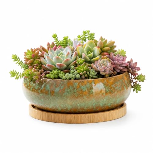 Succulent Pots with Drainage Hole Ceramic Bonsai Planter, Shallow Round Plant Pot with Saucer for Succulent Indoor Outdoor, Porch Decor, Gifts for Plant Lover 6 Inch Green - color: Green, size: 6 inch