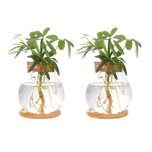 Plant Propagation Station,Hydroponic Glass Container Vase Jars, with Wooden Saucer for Desks, Houses, Garden Decorations, Home Kitchen Decorations and Gifts for Plant Lovers (2)