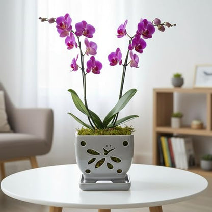 Orchid Pots with Holes Square Ceramic Orchid Planter Pots 5.5 inch (gray) - color: Gray