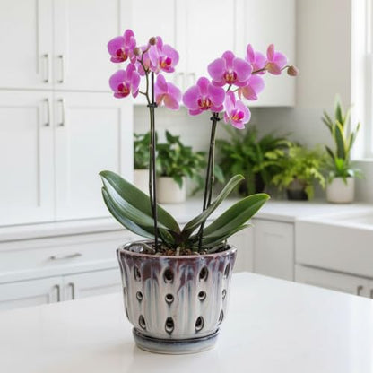 Ceramic Orchid Pot with Drainage Hole 6'' (Mauve Over Cream) - color: Mauve Over Cream