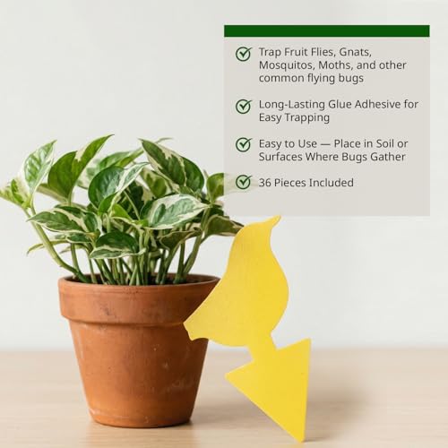 Kate's Home & Garden 36 Count Fruit Fly Traps for Indoors and House - size: 36