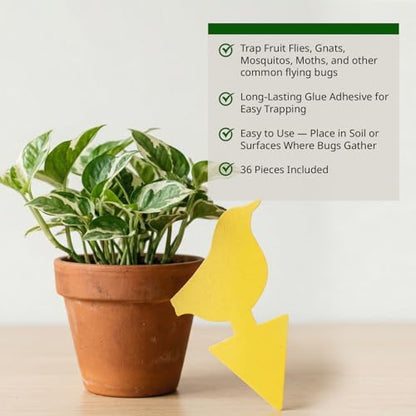 Kate's Home & Garden 36 Count Fruit Fly Traps for Indoors and House - size: 36