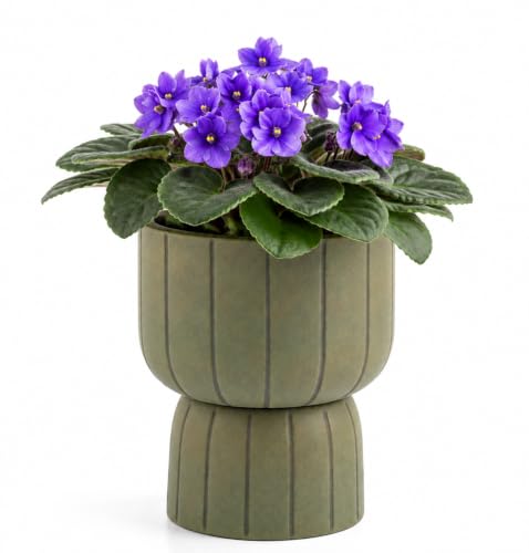 Self Watering Pots for Indoor Plants, 6 Inch Ceramic African Violet Pot - color: Green 6″