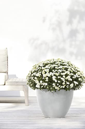 Ecopots Antwerp Round Tapered Flower Planter, White Grey, 12" - color: White Grey, size: 12"