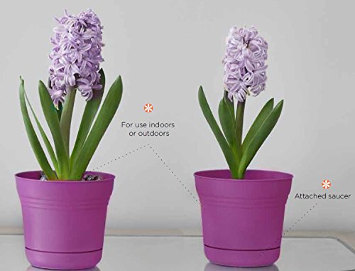Bloem Saturn Planter with Saucer, 7", Amaranth (SP0722) - color: Amaranth, size: 7"