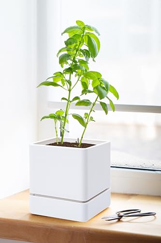 D'vine Dev 4-Pack Plastic Herb Planter Pots, 4 in, White, 76-Y-A4-1 - color: White, size: 16 Inch x 4.5 Inch