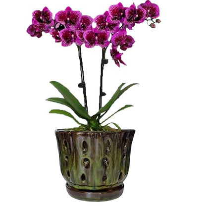 Ceramic Orchid Pots with Drainage Hole 6'' (mossgreen) - color: Mossgreen