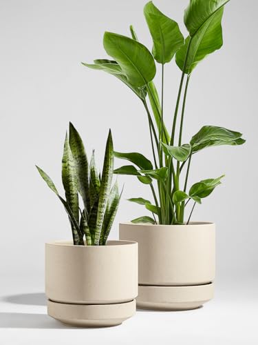 LE TAUCI 12 Inch Pots for Plants with Saucer, Ceramic Indoor Planter Pot for Plants with Drainage Hole, Mesh Pad Included, Unglazed Porous Ceramic, Modern for Home and Office, Speckled Oat - color: Speckled Oat, size: 12 Inch