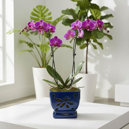Blue Ceramic Orchid Pots with Holes Square Orchids Pots 5.5 inch - color: Blue