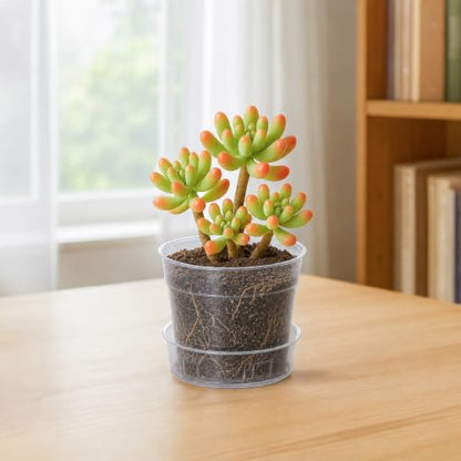 3 Inch Clear Plastic Plant Pot with Drainage Holes, Interlocking & Detachable Tray - Deep Saucer - Durable BPA-Free Plastic, Transparent Design, Raised Base for Airflow, Set of 6, 92-X-A-1 - size: 3" x 2.5"