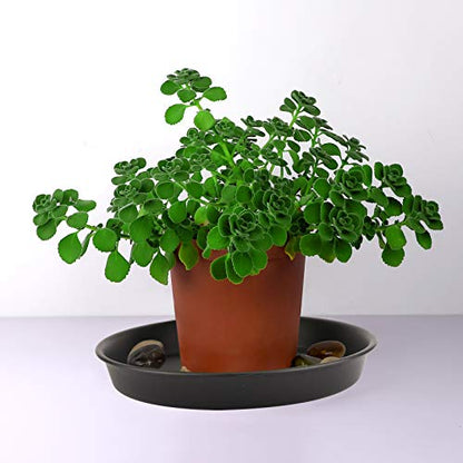 KEILEOHO 15 Pack 12 Inch Plant Saucer, Heavy Duty Round Plastic Plant Saucer with Plant Labels, Flower Plant Pot Tray, Planter Water Catcher Trays for Indoor Outdoor Use, Black