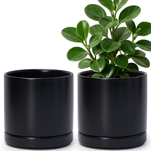 D'vine Dev 2-Pack Ceramic Pots with Saucers, Black, 6.5 in, 94-V-C-2 - color: Black, size: 6 Inch