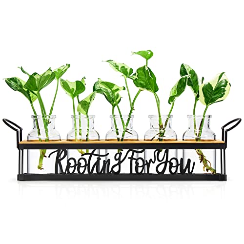 Plant Propagation Station Rooting for You Hydroponic Planter Vase - color: Black – 5 Tray Letter