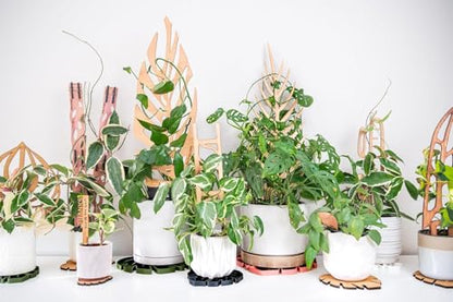 Treleaf Zella Regular Starter Kit – Wooden Extendable Plant Trellis for Indoor Climbing Houseplants – Modular Plant Support with 2 Bases + 2 Extensions - Moss Pole Alternative - size: Regular Kit