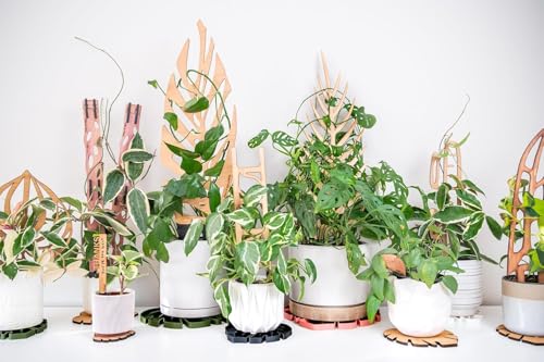 Treleaf Zella Regular Extension Kit (2 Extensions) - Wooden Extendable Plant Trellis for Indoor Climbing Houseplants - Modular Plant Support - size: Regular Extension Kit