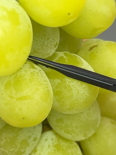 CHIKAMASA B-600SLUFB, The Precise Specialty Trimming Scissors, S/S L-Shape Blade, Fluorine Coating, for trimming plants and grapes, excellent for narrow stem-thinning inside closed and tangled spaces.