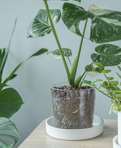 Phoenix Vine 8 Inch Plastic Plant Saucer Water Drip Tray, Heavy Sturdy Round Plant Drainage Tray for Indoors Outdoor, Matte White, 21-TY-8W-1 - size: 8"