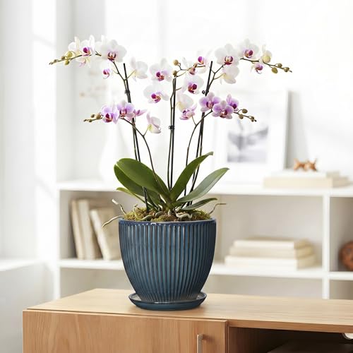Ceramic Plant Pots, 8 Inch Planters with Saucer, Retro Blue - color: Retro Blue, size: 8 Inch