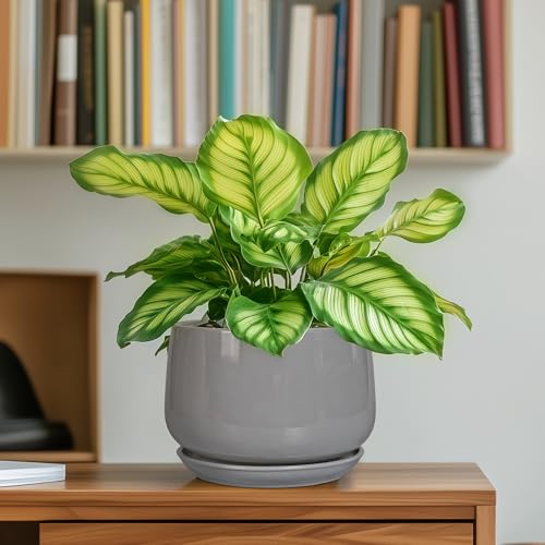 G EPGardening Ceramic Pot for Plants, 6 Inch, Gray - color: Gray, size: 5 Inch