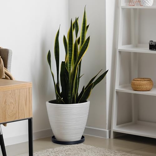 Phoenix Vine 12 Inch Plastic Plant Saucer Water Drip Tray, Heavy Sturdy Round Plant Drainage Tray for Indoors Outdoor, Set of 2, Matte Black, 21-TY-12B-2 - size: 12"