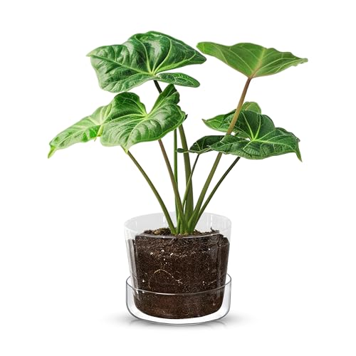 Sheer Glass Pot Planter with Drainage Holes & Tray - Decorative & Modern for All House Plants (4 Inches) - size: 4 Inches